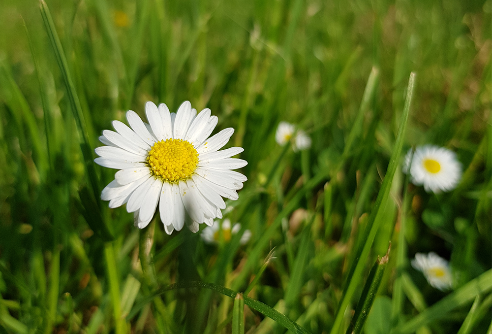 Gänseblümchen auf Wiese